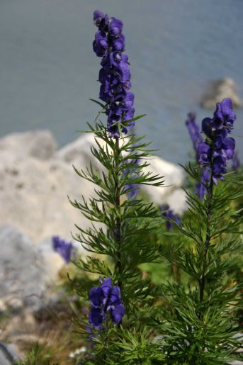 IMG_2598.jpg