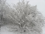 IMG_2132.JPG